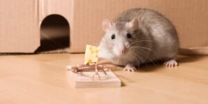 mơ thấy chuột đánh số mấy