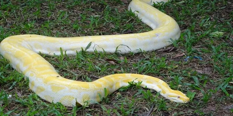 mơ thấy trăn đánh số mấy